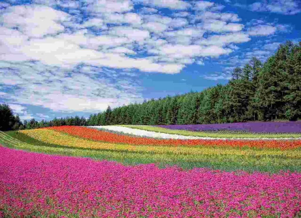 Landscape with beautiful flower 