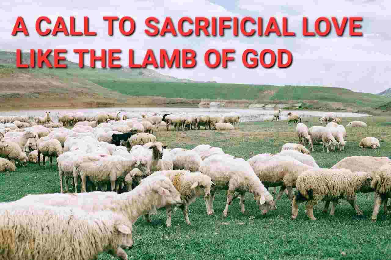 Herd of Sheep grazing in a Field. A call to Sacrificial Love like the Lamb of God